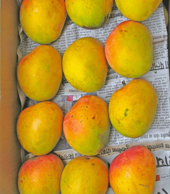 Mango