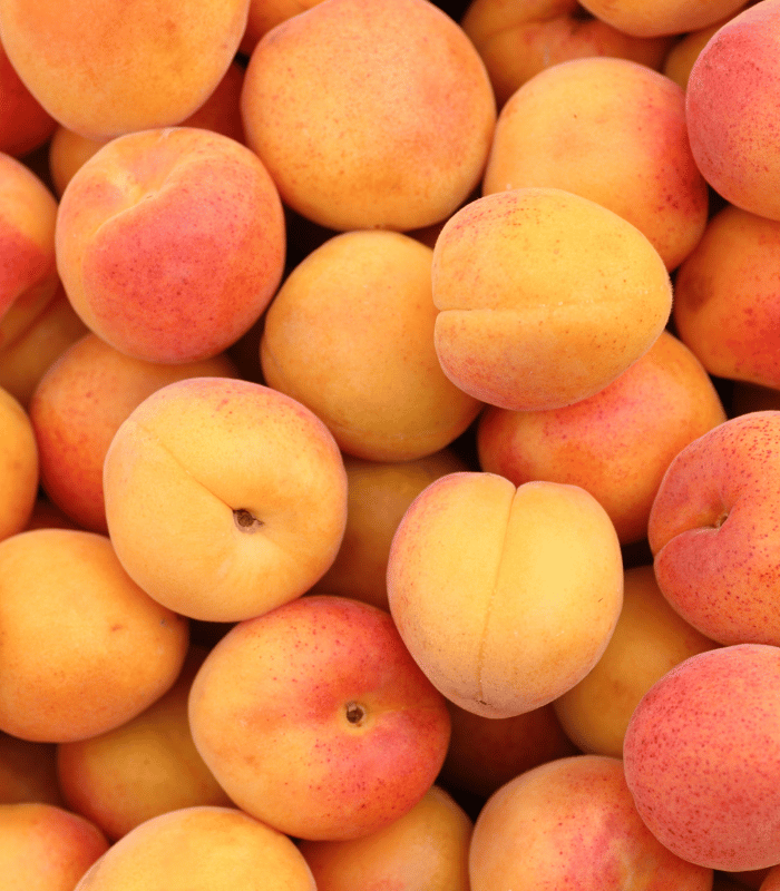 Apricot