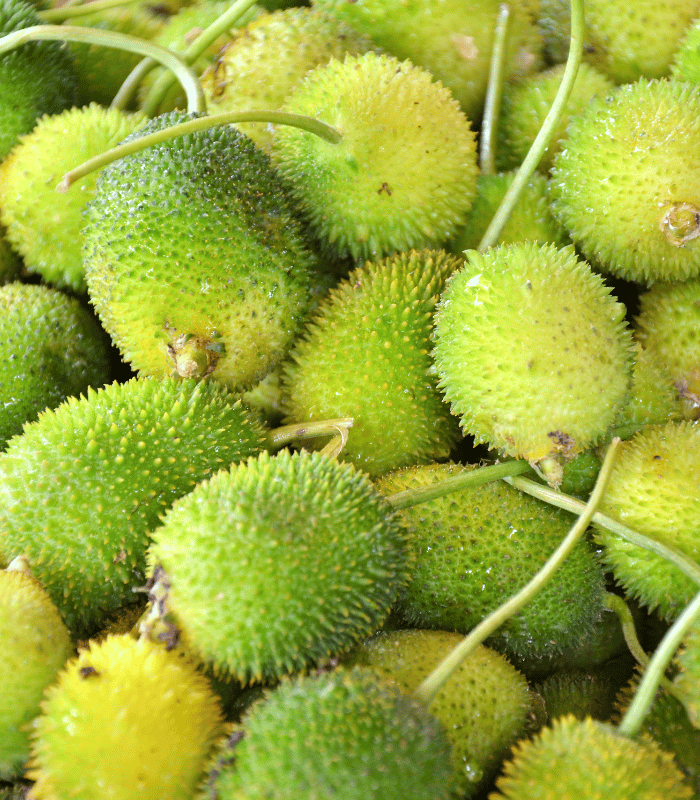 Spiny Gourd