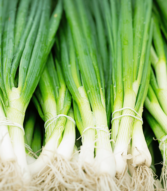 Spring Onion