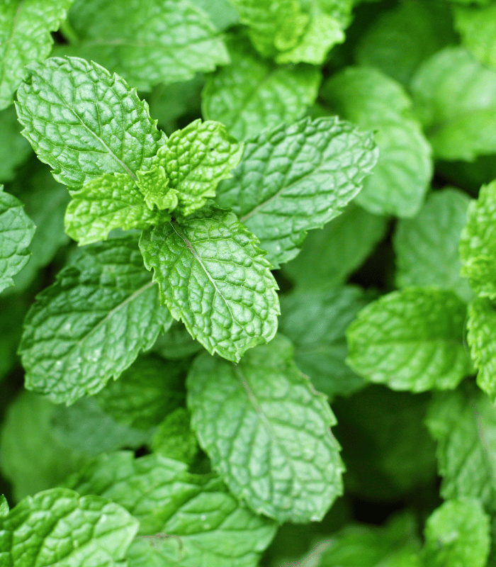 Mint leaves