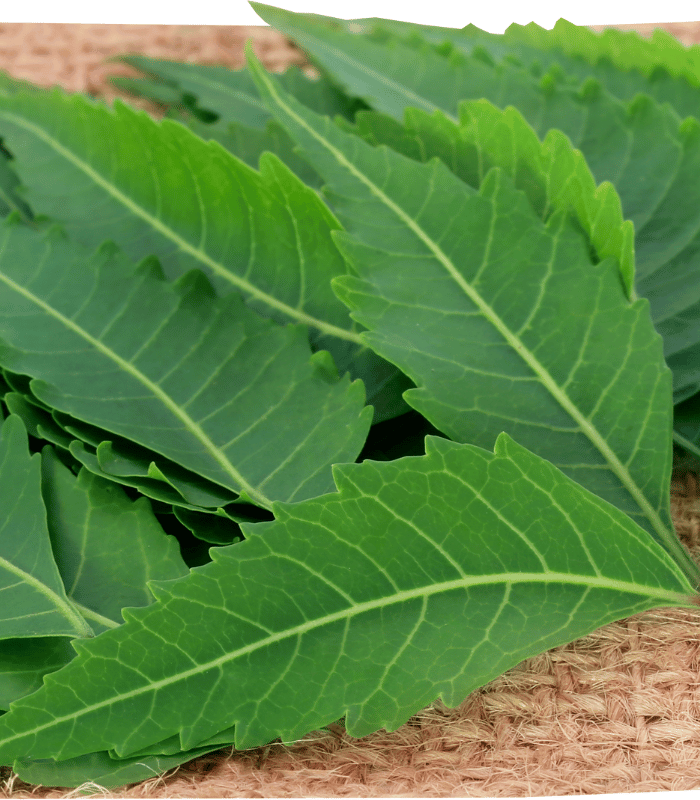 Jute Leaves