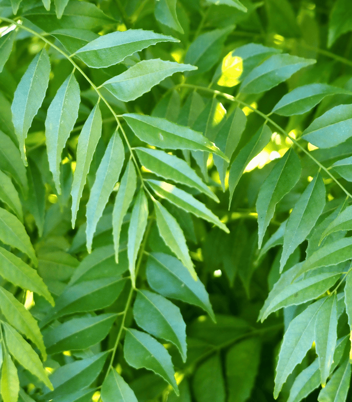 Curry Leaves