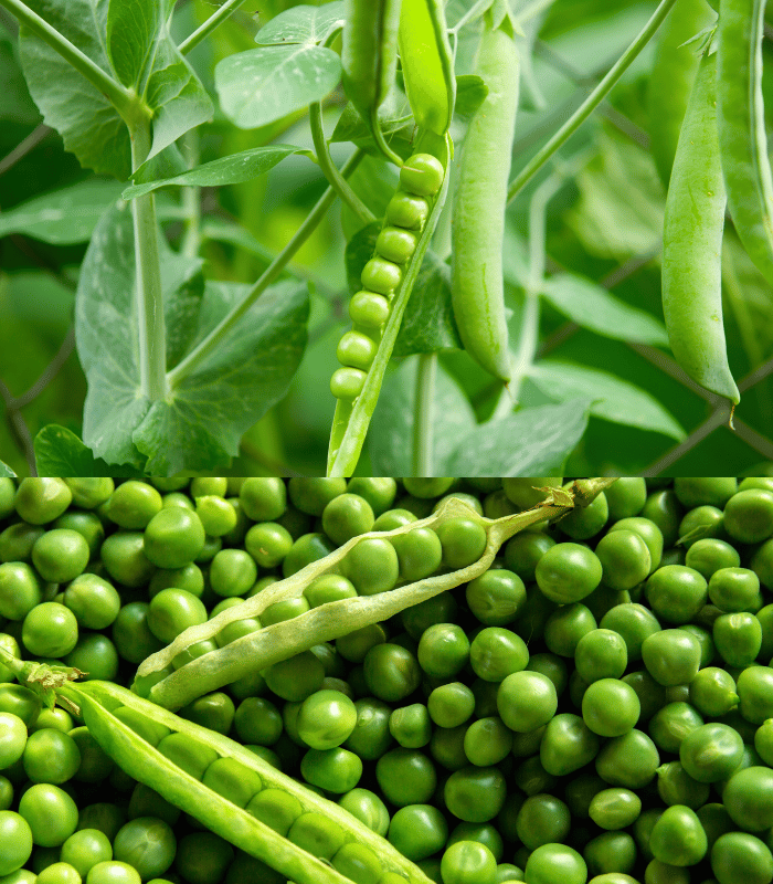 Peas Green