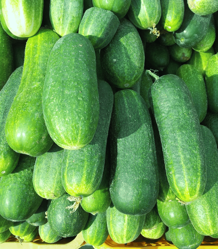 Cucumber